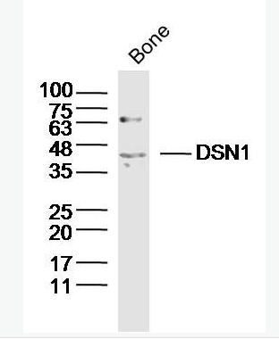 Anti-DSN1 antibody-着丝粒相关蛋白DSN1抗体