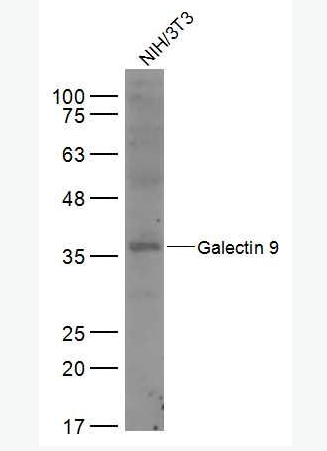 Anti-Galectin 9 antibody-半乳糖凝集素9抗体