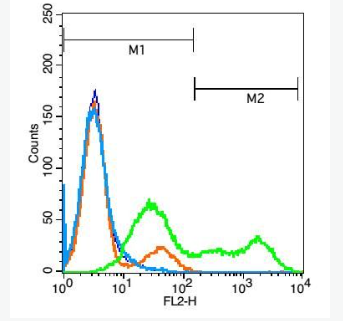 Anti-TNFSF13B antibody-肿瘤坏死因子配体超家族成员13B抗体