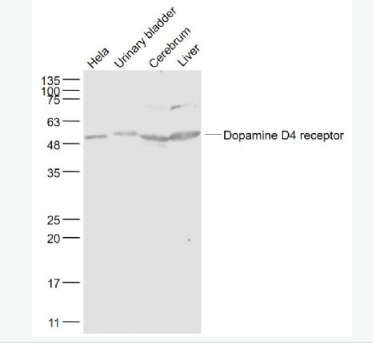 Anti-Dopamine D4 receptor antibody-多巴胺受体D4抗体