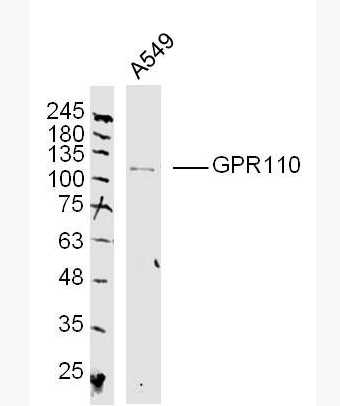 Anti-GPR110 antibody-G蛋白偶联受体110抗体