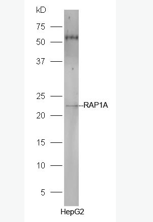 Anti-RAP1A antibody-Rap1A抗体