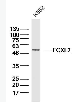 Anti-FOXL2 antibody-叉头蛋白L2抗体