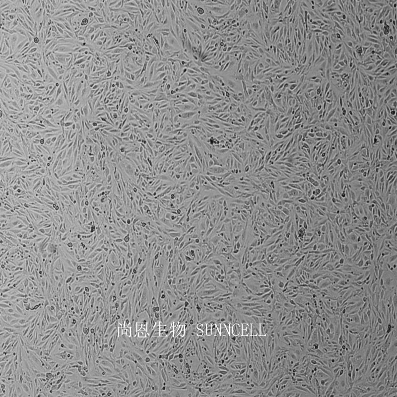 小鼠脑微血管内皮细胞