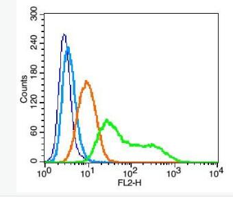 Anti-CD45RO antibody-CD45RO抗体