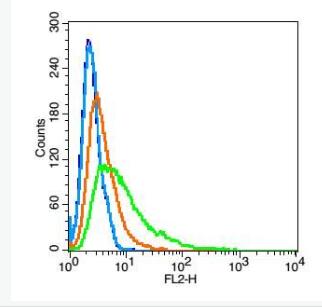 Anti-Polycystin 1  antibody-多囊肾蛋白1抗体