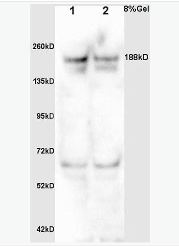Anti-MDC1 antibody-DNA损伤关卡蛋白1抗体