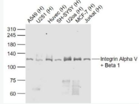 Anti-Integrin Alpha V + Beta 1 antibody-整合素αVβ1抗体