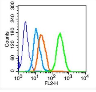 Anti-CD41/ITGA2B antibody-肿血小板膜糖蛋白Ⅱb（CD41）抗体