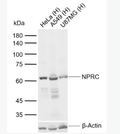 Anti-NPRC antibody-利钠肽受体C抗体