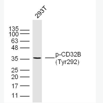 Anti-phospho-CD32 (Tyr292) antibody-磷酸化CD32B抗体