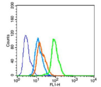 Anti-phospho-Tau (Ser202) antibody-磷酸化微管相关蛋白抗体