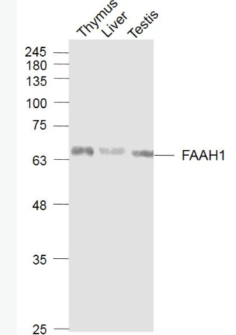Anti-FAAH1 antibody-脂肪酸酰胺水解酶1抗体