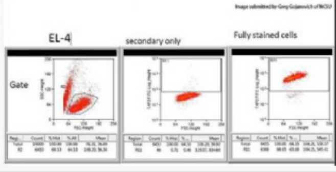 Anti-TAP2 antibody-ATP结合转运因子2抗体