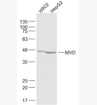 Anti-MVD antibody-甲羟戊酸脱羧酶抗体