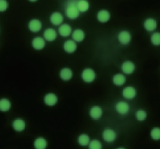 定制您想要的磁珠