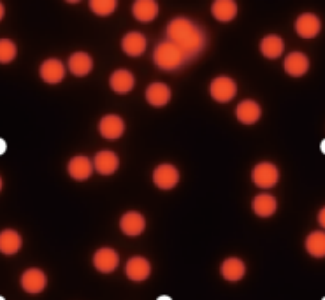 定制您想要的磁珠