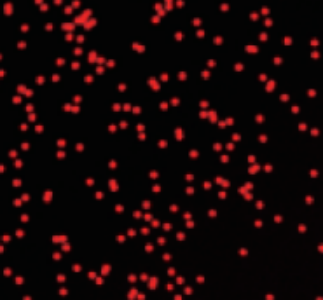 定制您想要的磁珠