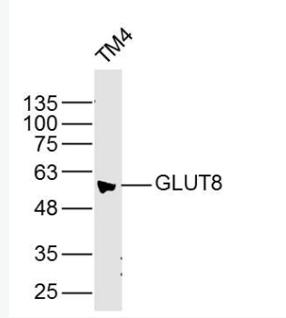Anti-GLUT8 antibody-葡萄糖转运蛋白8抗体