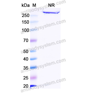 Research Grade Istiratumab  (DHC29907)