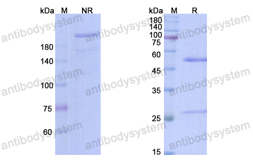 Research Grade Bleselumab  (DHD68902)