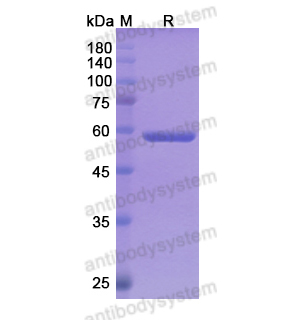 Research Grade Pasotuxizumab  (DHG01301)