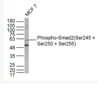 Anti-Phospho-Smad2 (Ser245 + Ser250 + Ser255) antibody-磷酸化细胞信号转导分子SMAD2抗体