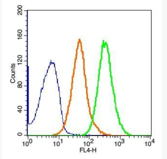 Anti-PRAME antibody-黑色素瘤优先表达抗原抗体