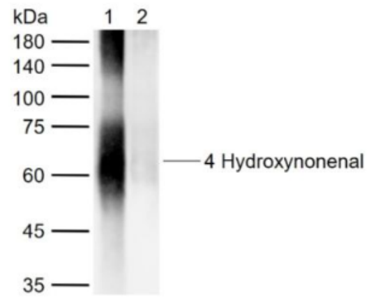 Anti-4 Hydroxynonenal antibody-4-羟基壬烯醛抗体