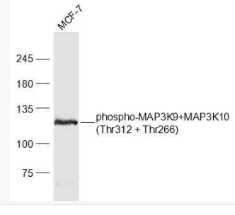 Anti-phospho-MAP3K9+MAP3K10 (Thr312 + Thr266) antibody-磷酸化丝裂原活化蛋白激酶3K9抗体
