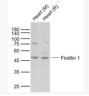 Anti-Flotillin 1 antibody-脂阀结构蛋白1抗体