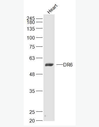 Anti-DR6 antibody-肿瘤细胞调亡素/肿瘤坏死因子受体死亡受体6抗体