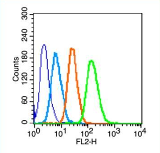 Anti-MRC1 antibody-巨噬细胞甘露糖受体 (CD206) 抗体