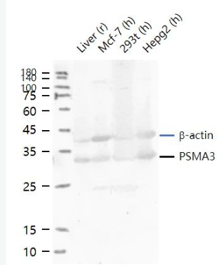 Anti-Proteasome 20S alpha 3 antibody-蛋白酶体PSMα3抗体