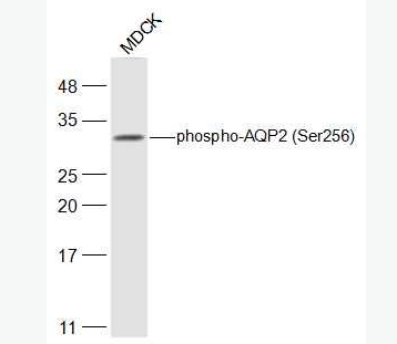 Anti-phospho-AQP2 (Ser256) antibody-磷酸化水通道蛋白2抗体
