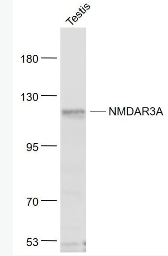 Anti-NMDAR3A antibody-谷氨酸受体3A抗体