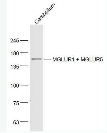 Anti-GRM1 + GRM5 antibody-促代谢型谷氨酸受体1+5抗体