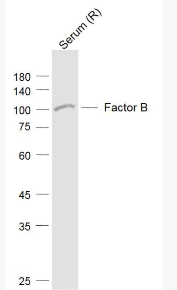 Anti-Factor B antibody-补体因子B抗体