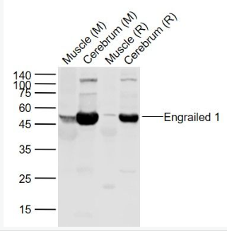Anti-Engrailed 1 antibody-同源盒蛋白转录因子EN1抗体