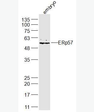 Anti-ERp57 antibody-内质网蛋白57抗体