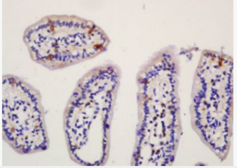 Anti-NALP6 antibody-富含亮氨酸重复结构域蛋白6抗体
