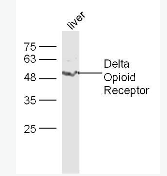 Anti-Delta Opioid Receptor antibody-D型阿片受体抗体
