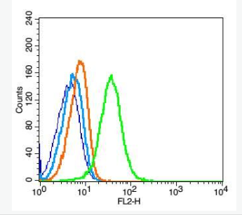 Anti-CD34 antibody-CD34抗体