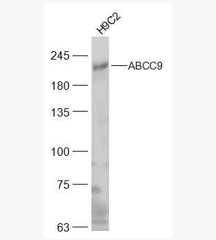 Anti-ABCC9 antibody-ATP结合盒转运家族蛋白9抗体