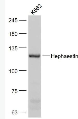 Anti-Hephaestin antibody-亚铁氧化酶抗体