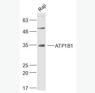 Anti-ATP1B1 antibody-钠钾ATP酶蛋白b1抗体