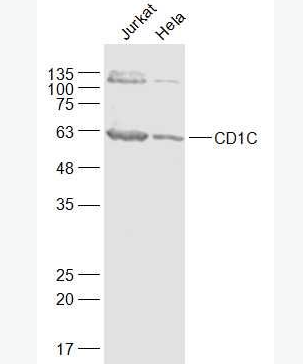 Anti-CD1C antibody-T细胞表面糖蛋白CD1C抗体