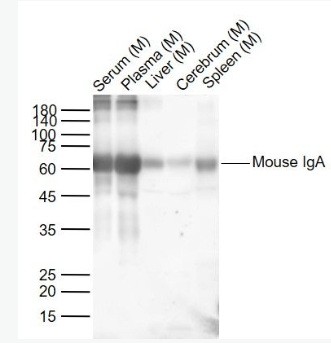 Anti-Mouse IgAantibody-小鼠IgA抗体