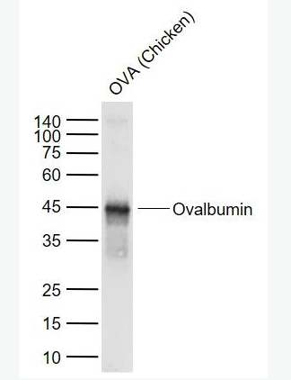 Anti-Ovalbumin antibody-鸡卵白蛋白/卵清蛋白抗体