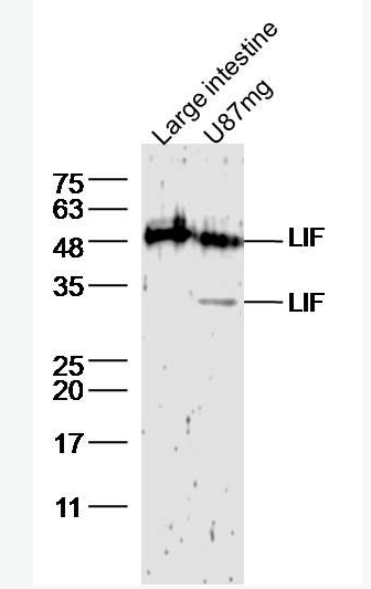 Anti-LIF antibody-白血病抑制因子抗体